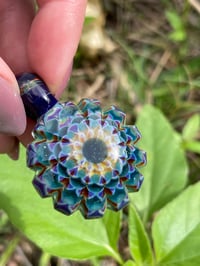 Image 4 of Blue Iris