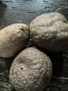 Air Potatoe Bulb