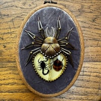 Image 4 of Specimen spider (f,  4x5 inches)