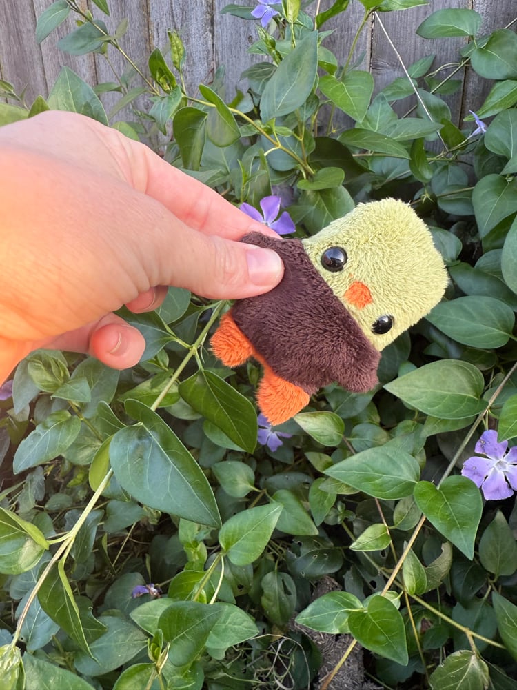 Image of baby duck dark brown body