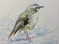 Image 1 of Grey-headed Robin