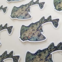 Angel Shark