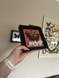 Image 3 of Orion Cecropian Frame with Flowers