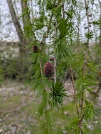 Image 4 of Western Larch : Larix occidentalis