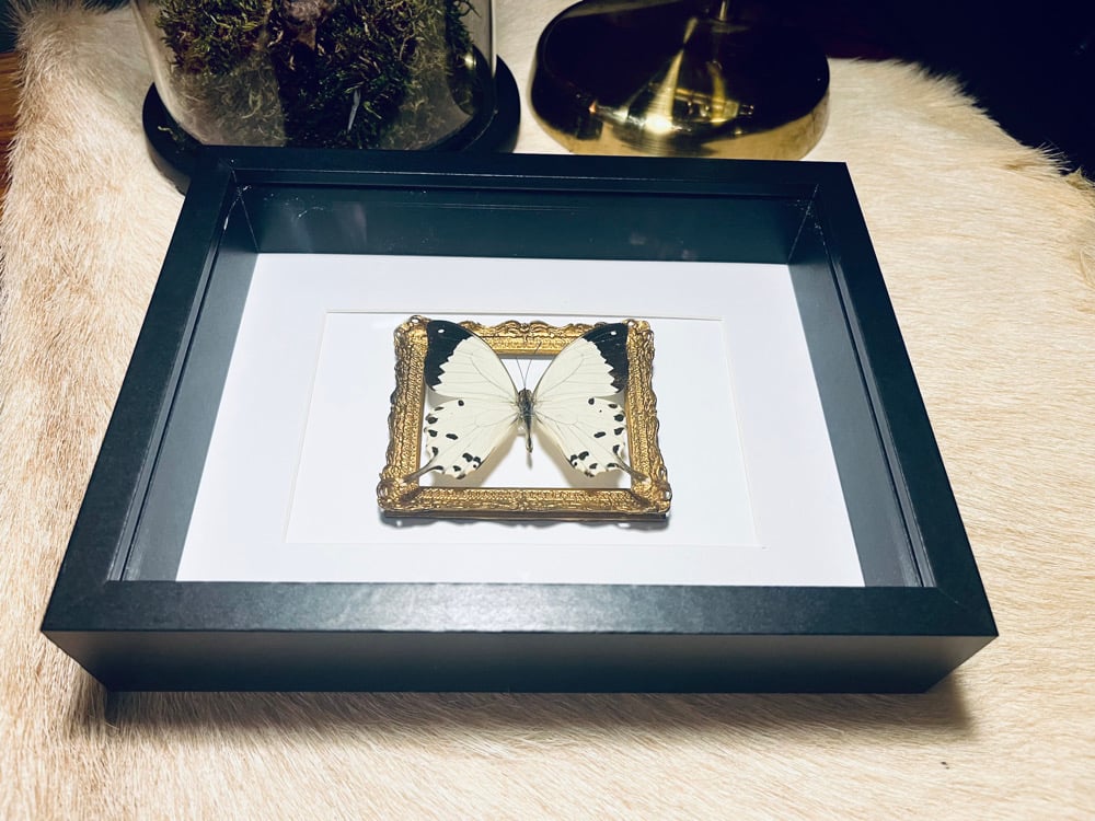 Image of “Papilio Dardanus” Butterfly 