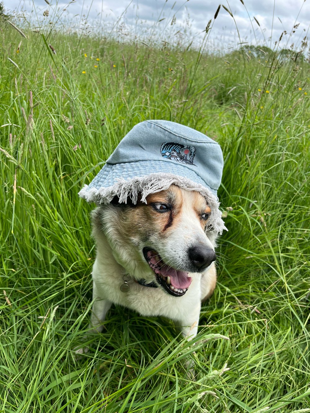 KIT TRIGG BUCKET HATS