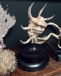 Image 3 of Chiragra Spider Conch Shell Stand