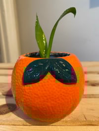 Image 1 of Snake Plant in Orange Fruit