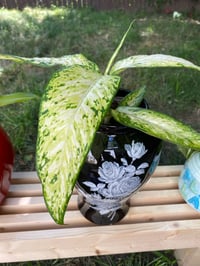 Image 3 of Dumb Cane 'Dieffenbachia' in Black Floral Vase