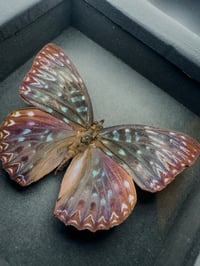 Image 2 of Constable Butterfly