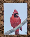 Western Cardinal