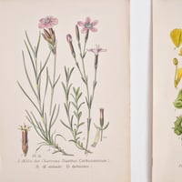 Image 2 of Planches Anciennes De Botanique En Couleurs