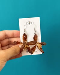 Image 1 of Orquídeas | “stud”