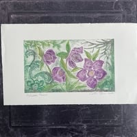 Image 5 of Hellebore Flowers 