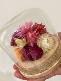 Image 1 of Med Glass Flower Dome - Everlasting Daisy