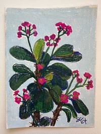 Image 1 of Euphorbia Study