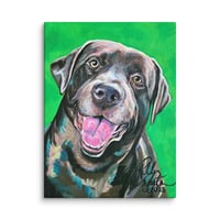 Image 2 of Chocolate Labrador