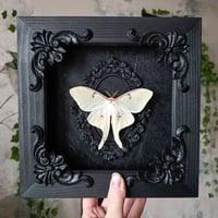 Image 3 of Luna moth