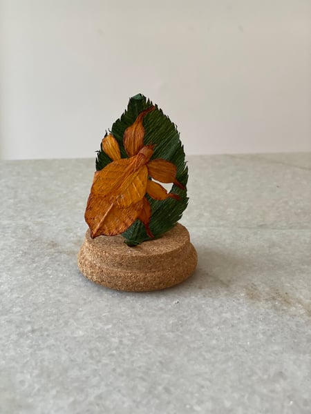Image of Leaf Insect “Orange” mini leaf faux taxidermy specimen 