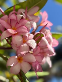 Image 8 of Paréo Amants tropicaux