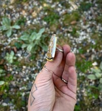 Image 5 of Fossilized palm ring 