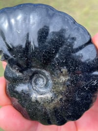 Image 7 of Black Ammonite Fossil With Pyrite #2634