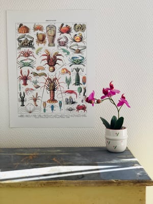 Série de 5 planches Botaniques Adolphe Millot ...