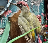 Image 1 of Taxidermy Green Woodexker 