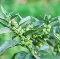 Ashwagandha ( Withania Somnifera ) PB 3/4