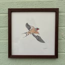 Image 1 of £50 originals - Swallow 2 , ink & watercolour