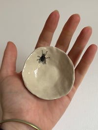 Image 4 of Fly Dish