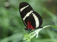 Image 4 of Metamorphosis - Sappho Longwing