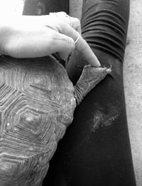 Image 5 of ✿ Pet Companions • Reiki & Animal Communication ✿