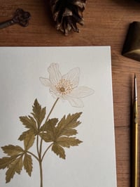 Image 2 of Wood Anemone Original Painting