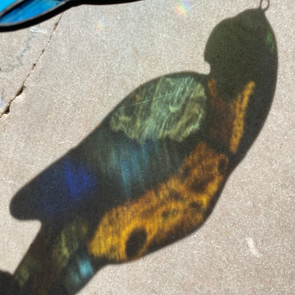 Image of Blue and Gold Macaw