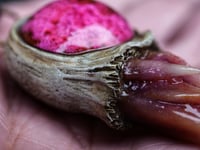 Image 2 of Magenta Bloom Snaggletooth Pendant OOAK