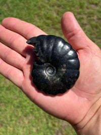 Image 4 of Black Ammonite Fossil With Pyrite | Madagascar #2634