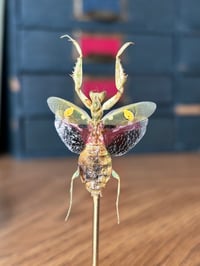 Image 3 of jeweled flower mantis