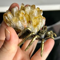 Image 3 of Golden Healer Spider ($14)