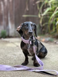 Image 5 of Decal For Collars . Leads & Lanyards- 25MM OR 38MM ONLY