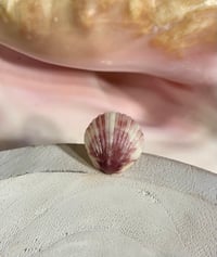 Image 9 of Shell Rings