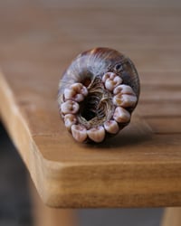 Image 4 of Dental Snull sculpture- dark walnut color, OOAK
