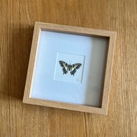 Framed Giclee - Swallowtail Butterfly 