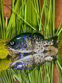 Finesse Gill - Crappie