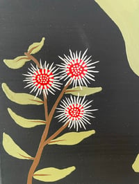 Image 4 of “Hakea”
