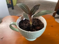 Image 2 of Jewel Orchid in Seafoam Green Teacup