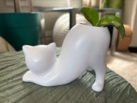 Image 2 of Hoya Pubicalyx in White Cat Pot