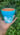 cloudy day flower pot