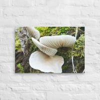 Image 2 of Mushroom Tree Canvas Print 