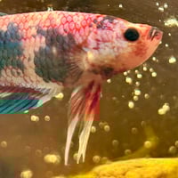 Image of Multicolour Betta Male HMPK